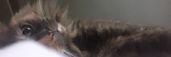 nieshatrout Profile Banner