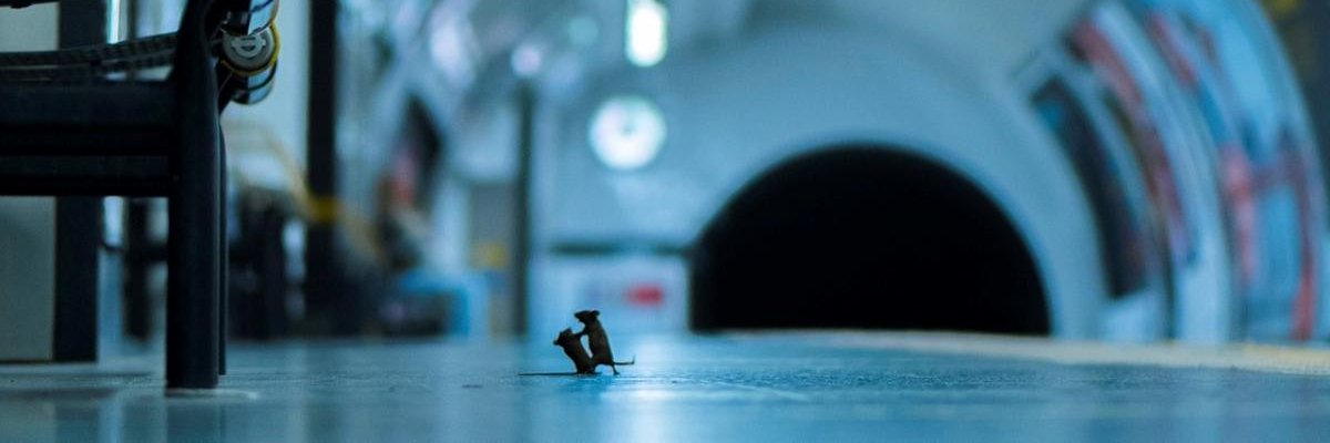 NandouchoMarx's profile banner image