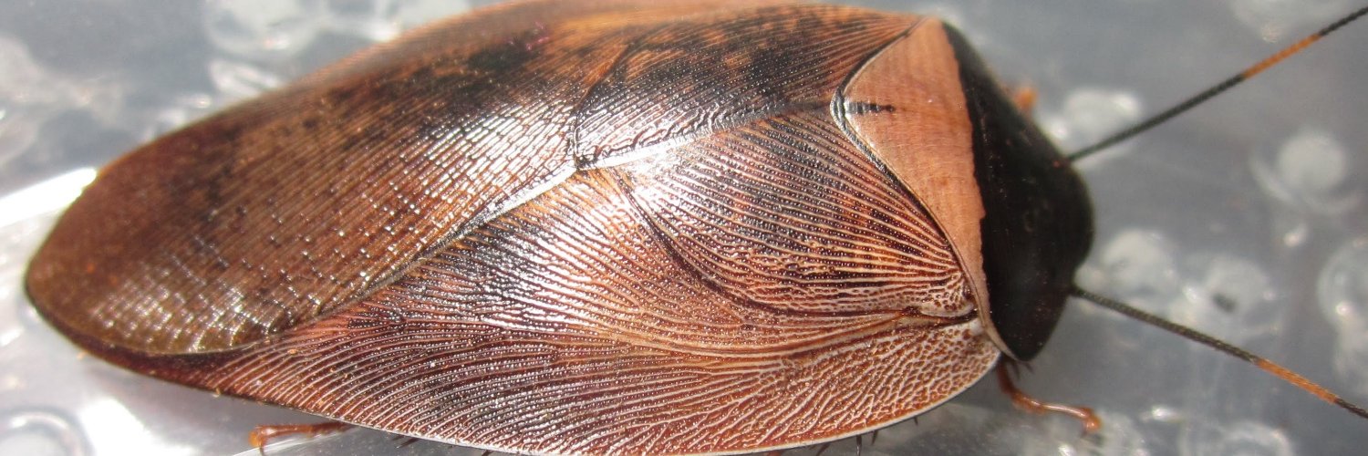 Invertebr8Dude's profile banner image