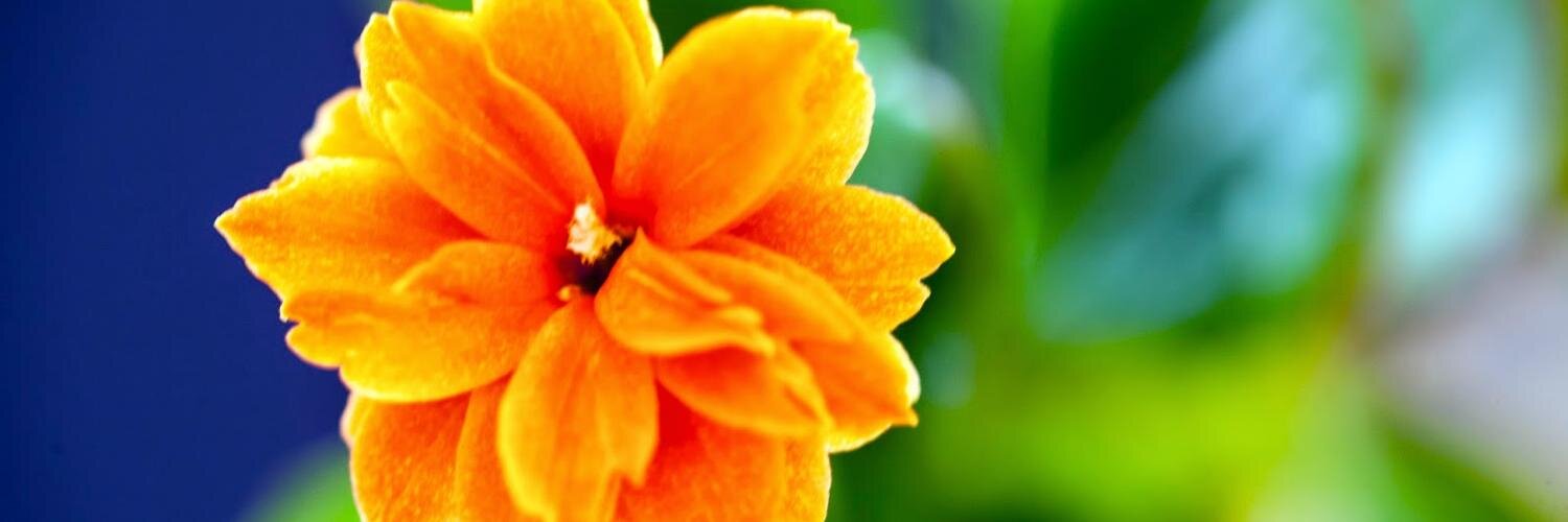 dailuks's profile banner image
