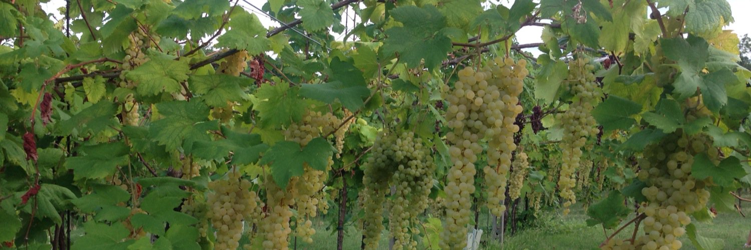 ancaranivini's profile banner image