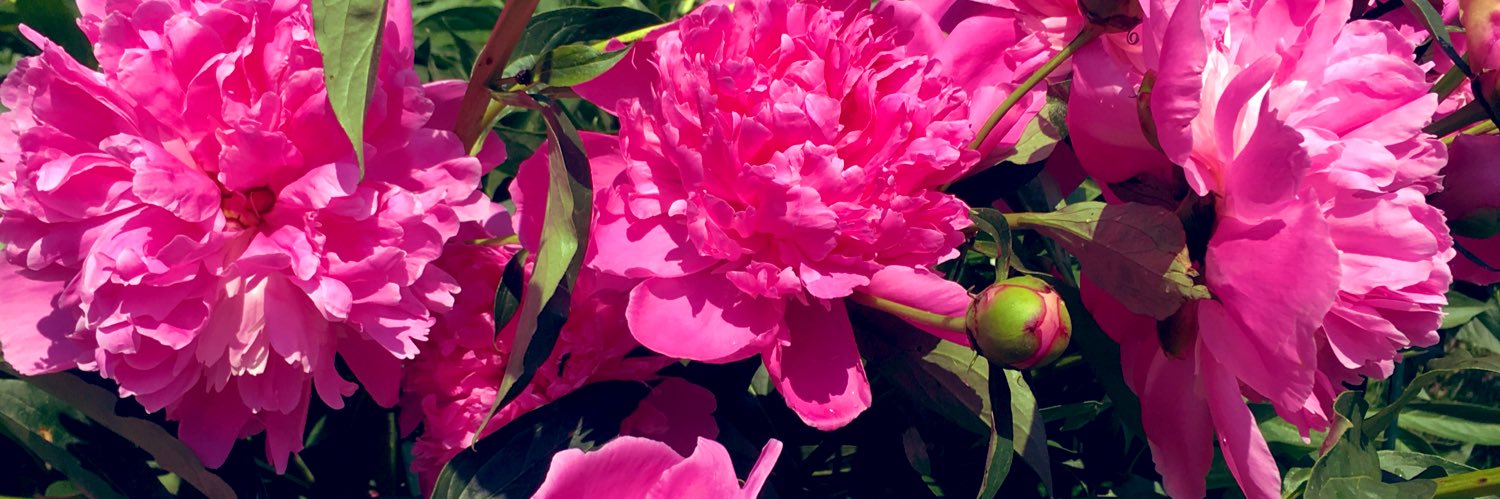 janellesmithson's profile banner image