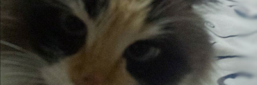 Andreza_ASantos's profile banner image