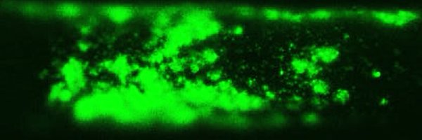 manasbiotech Profile Banner