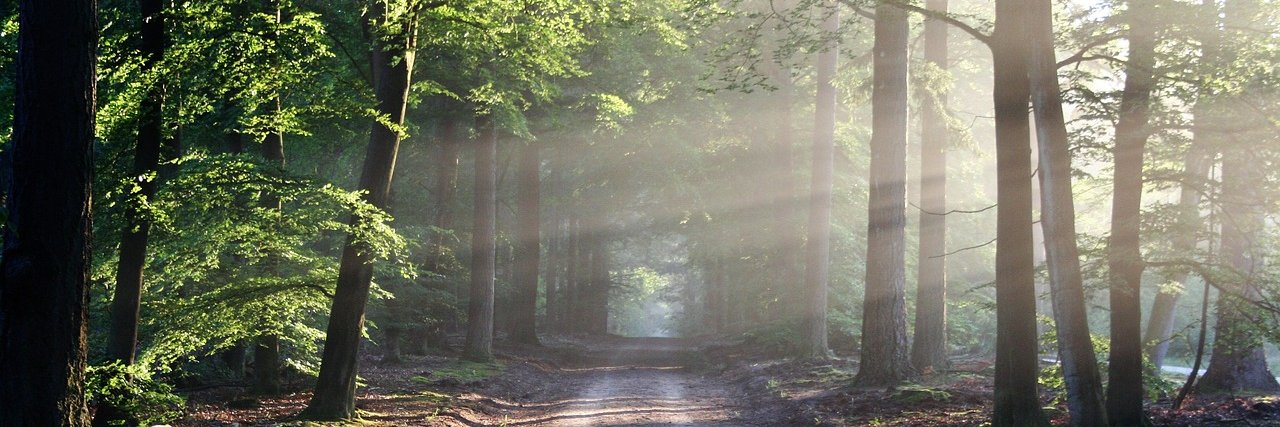 Hawk_Watching♥️🇺🇸📐 banner