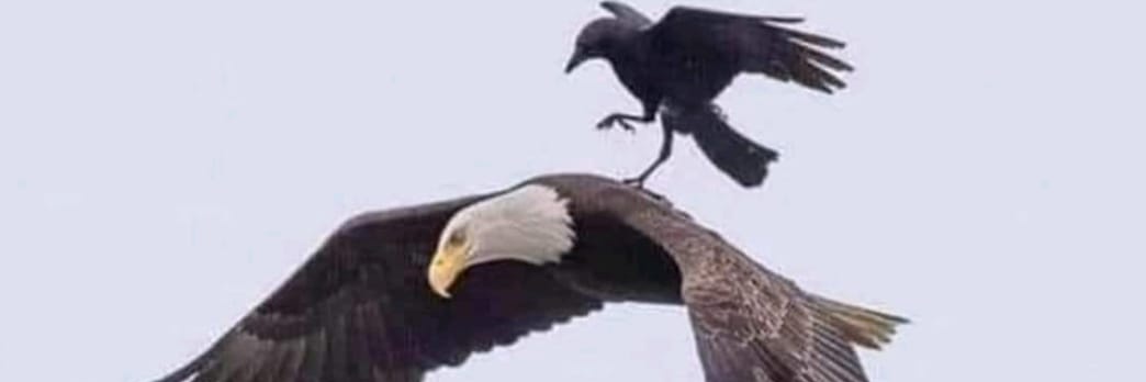 PT Noah 🇺🇲 🇪🇺 banner