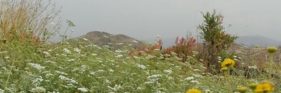 شريف القرى banner