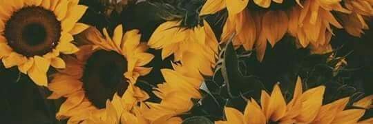 BVCoss_a's profile banner image