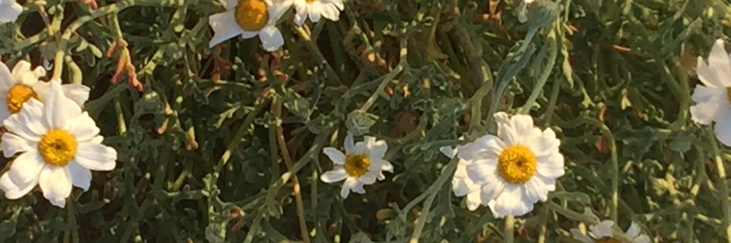 almesk33's profile banner image