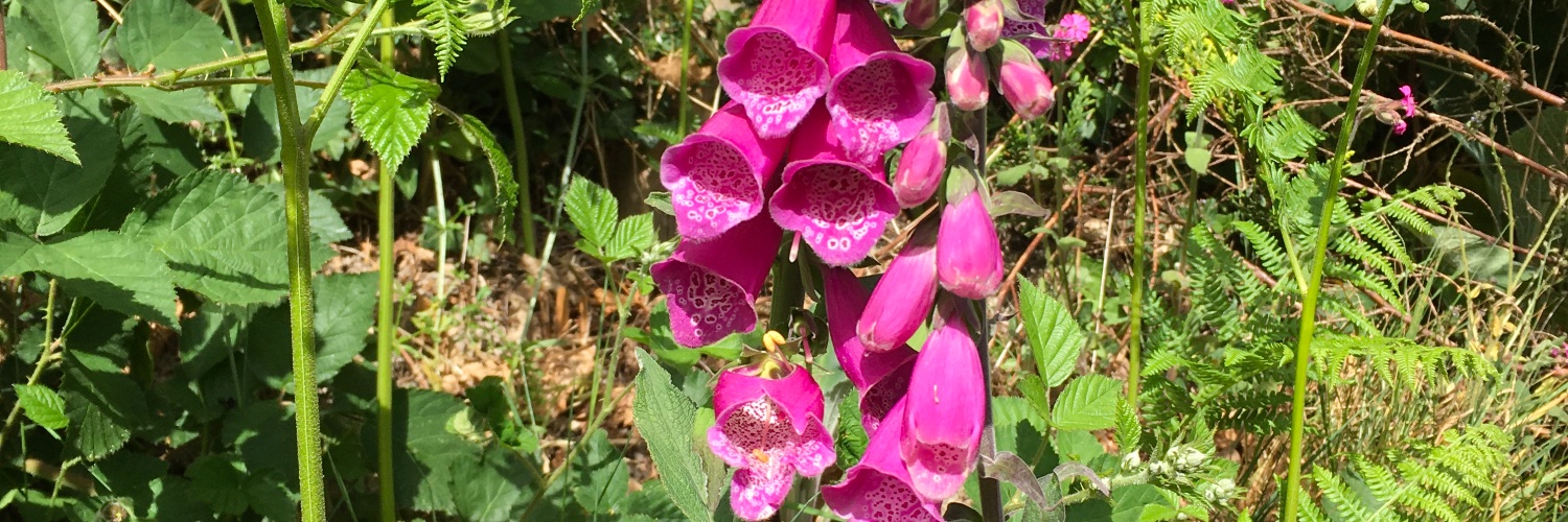 Judith Morris banner