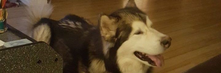 Gunzboy_'s profile banner image