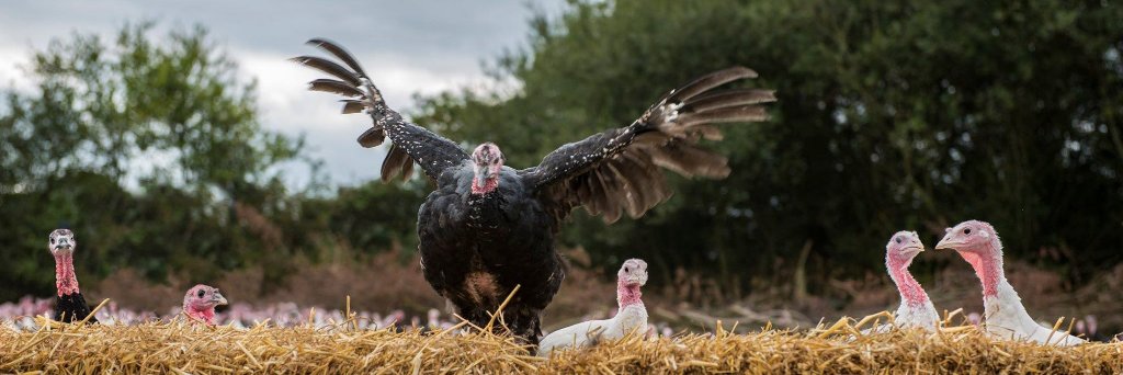 John Howe Turkeys banner