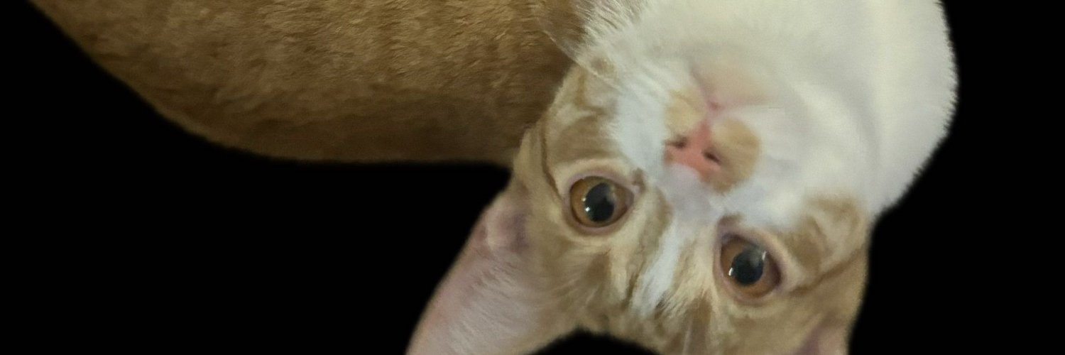 Papa6less banner