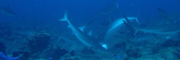 LPUYANA Profile Banner