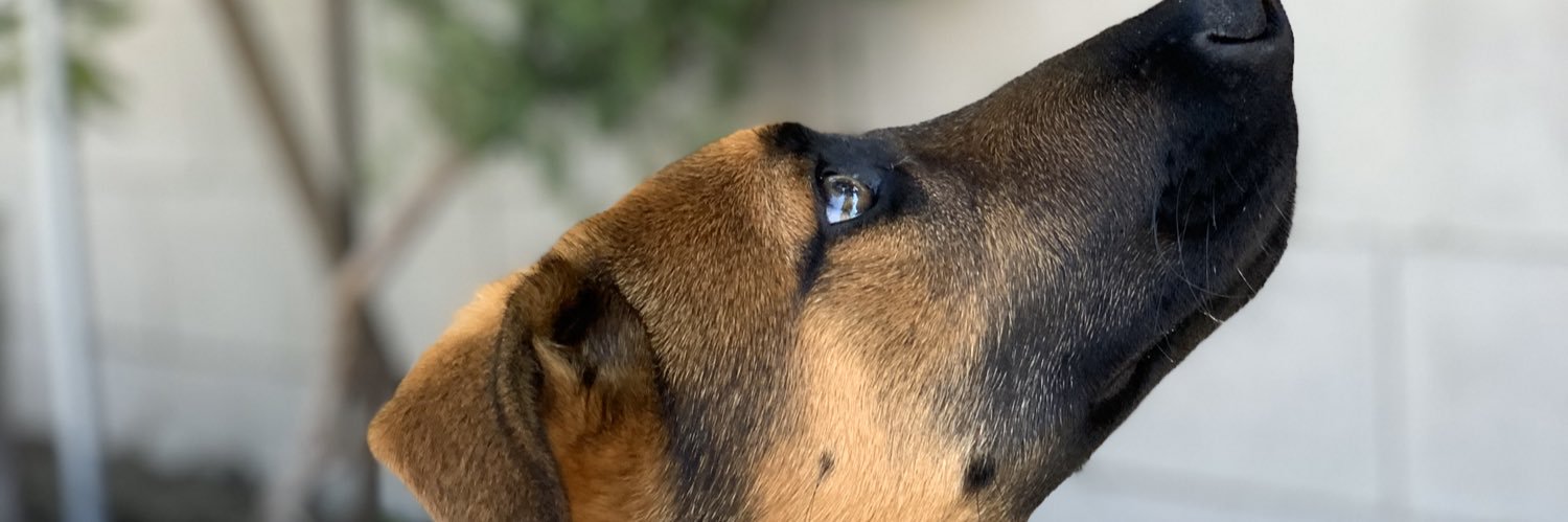 dieeegggooo11's profile banner image