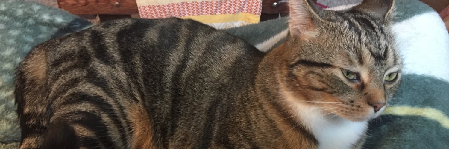 AmyTeachesMusic's profile banner image