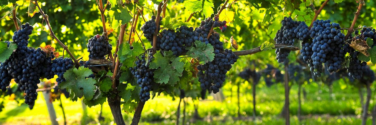 SeattleWines's profile banner image