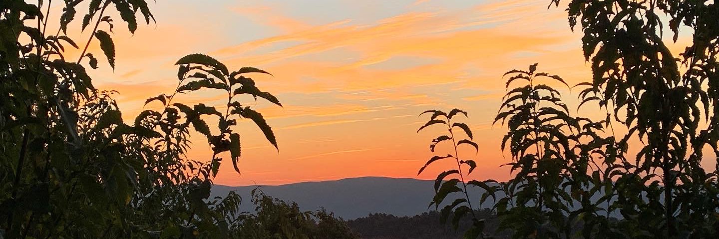 SarahBHamilton's profile banner image