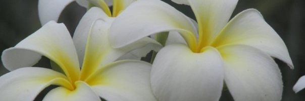 BrendaDiekman's profile banner image