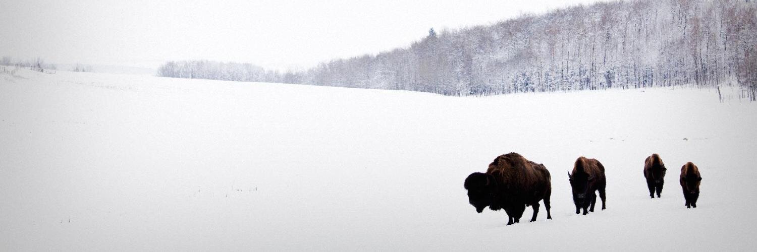 buffalo_road's profile banner image