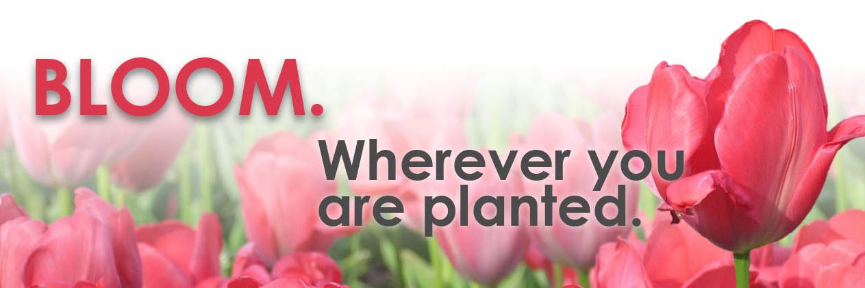 Lynn Goehring banner