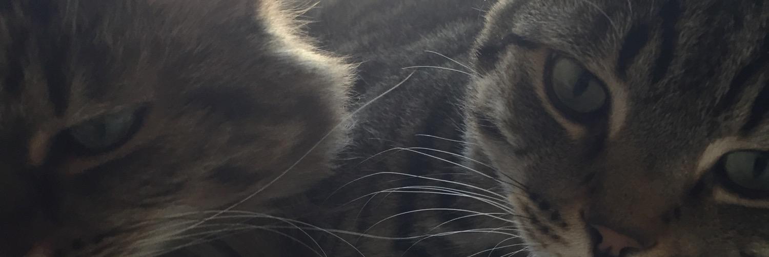 denimjeff's profile banner image