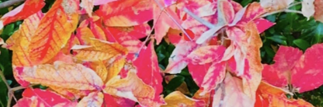 トモロックス、ゴズマ星丸 banner