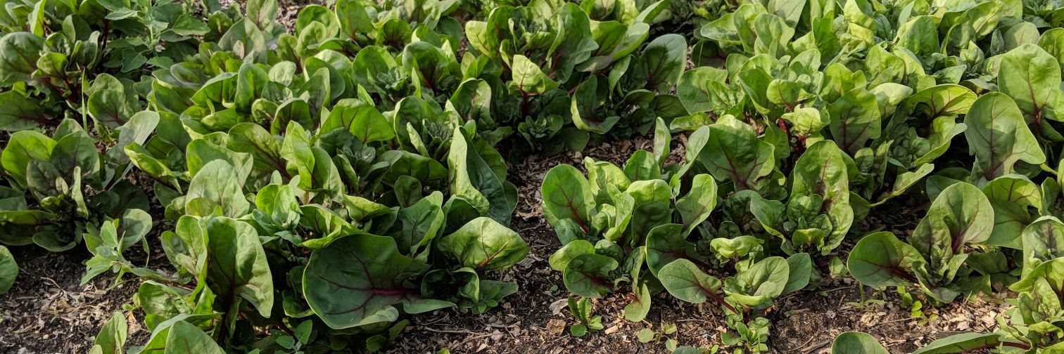 Sustainable South Osborne banner