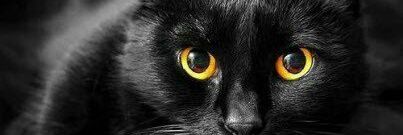 《 ¤ PekKenytta ¤ 》 banner