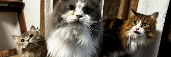 soboron____ Profile Banner