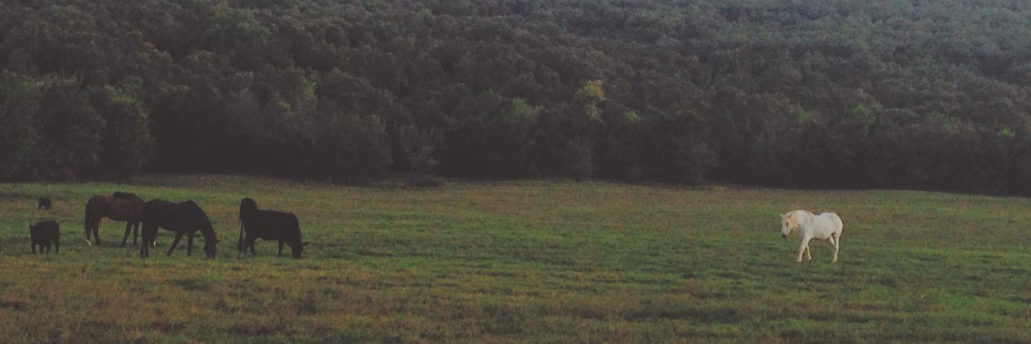 ColleenDeely's profile banner image