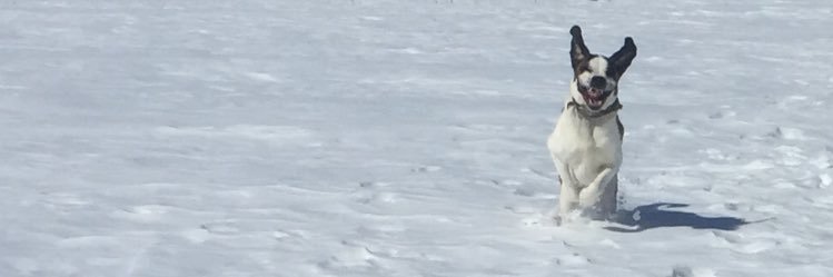 Julie Paquette banner