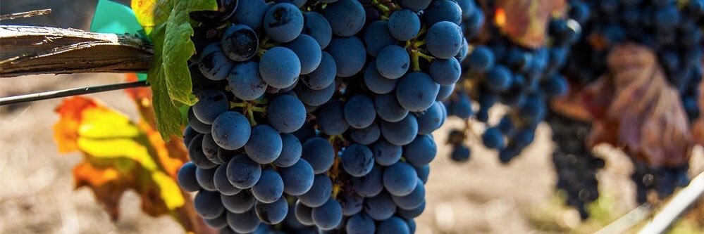 SommelierCris's profile banner image