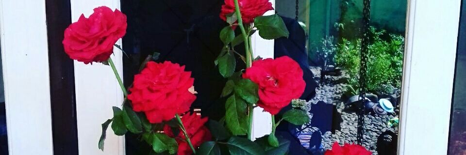 HasinaSheena's profile banner image