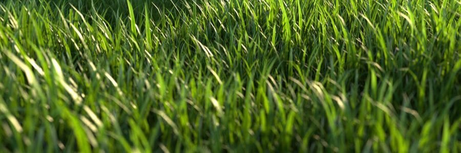 grassjew's profile banner image