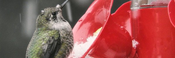 SookeNews Profile Banner