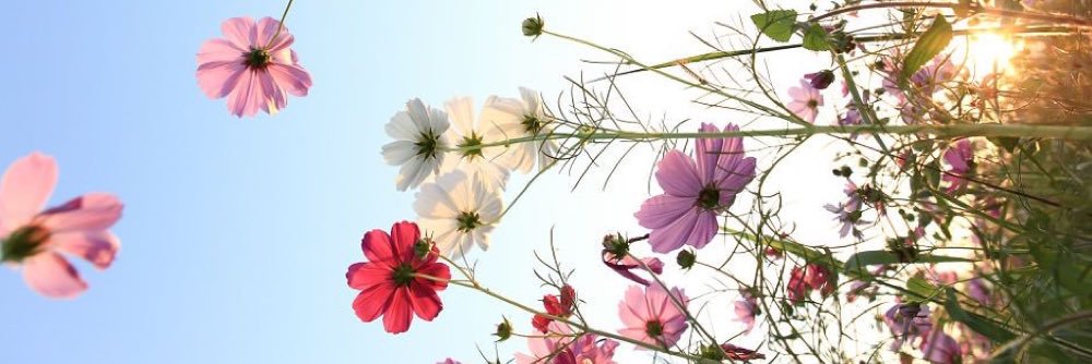 lexiwillie's profile banner image