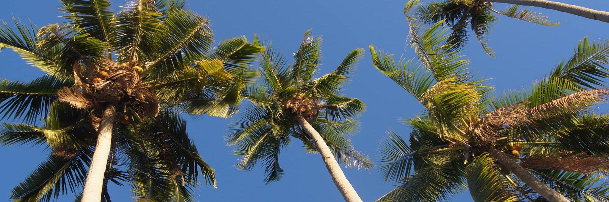 tropics_oh's profile banner image