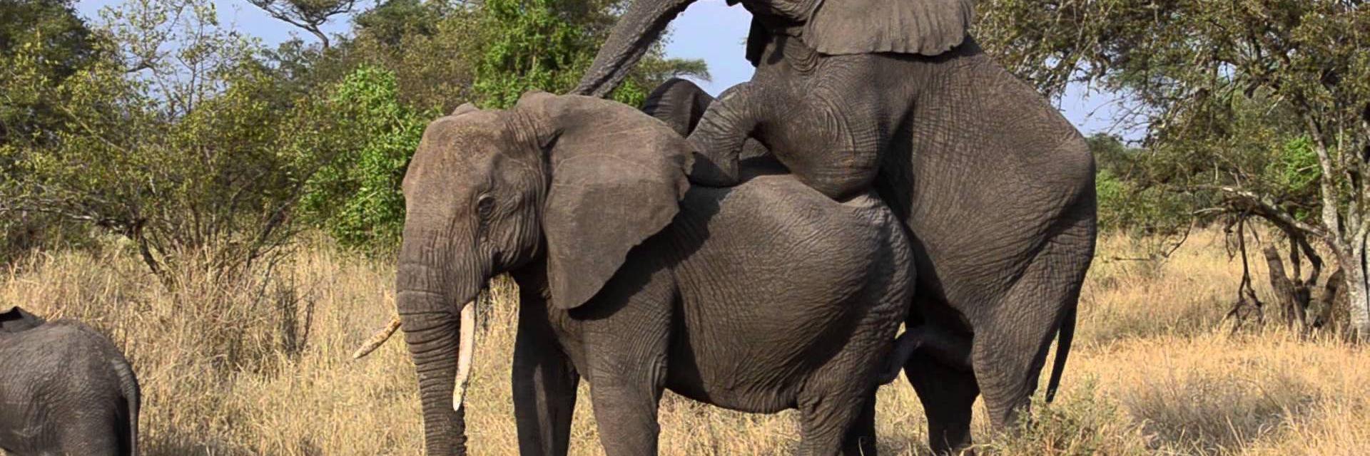 animals_mating's profile banner image