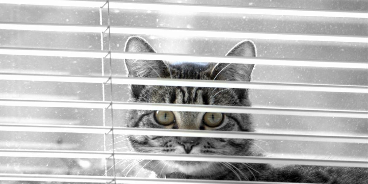 davidbmcbain's profile banner image