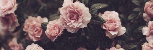 _avaava's profile banner image
