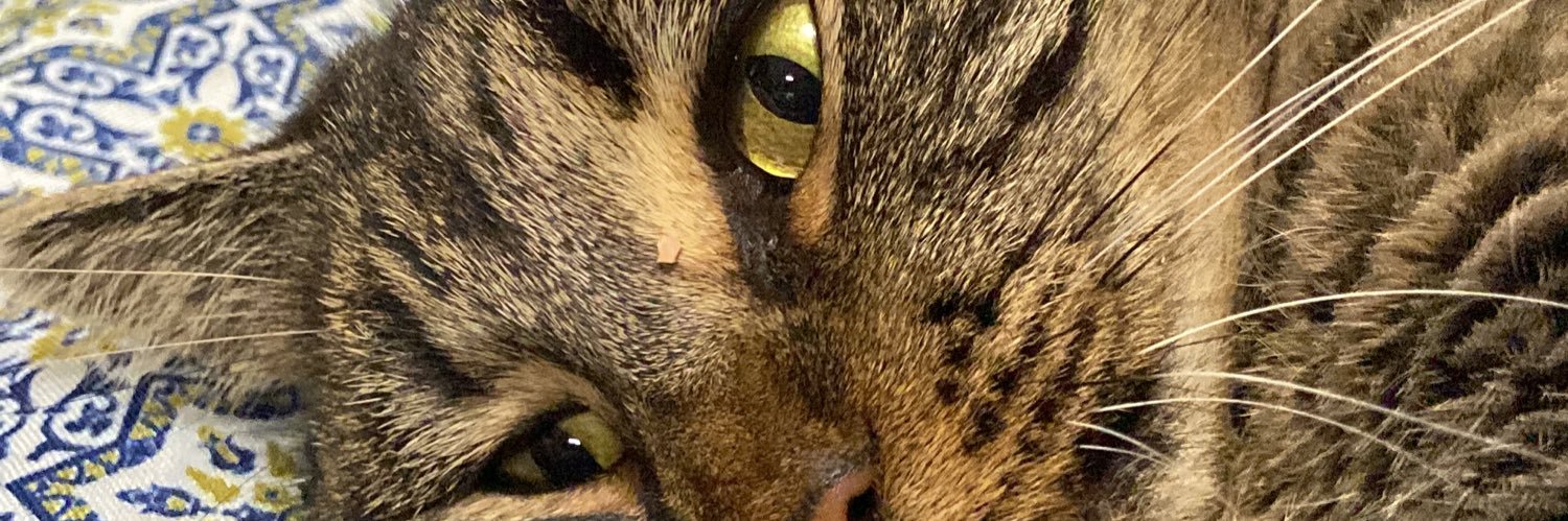 zia_pe's profile banner image