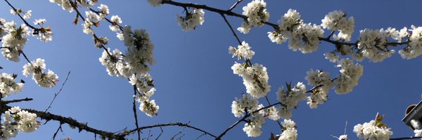 LaureVerret Profile Banner