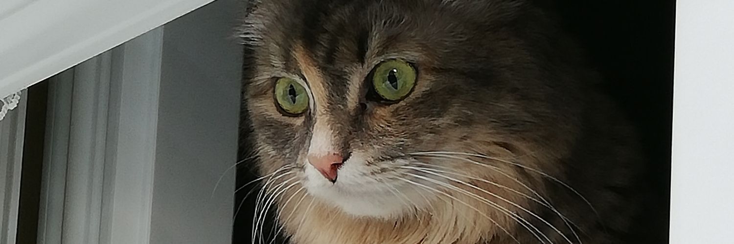 strawberryxrice's profile banner image