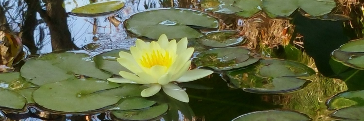 stnysn's profile banner image