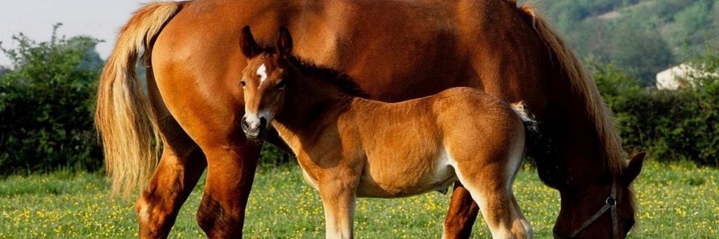 Horse Mating (@MatingHorse) / Posts / X