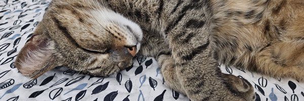 catperson8 Profile Banner