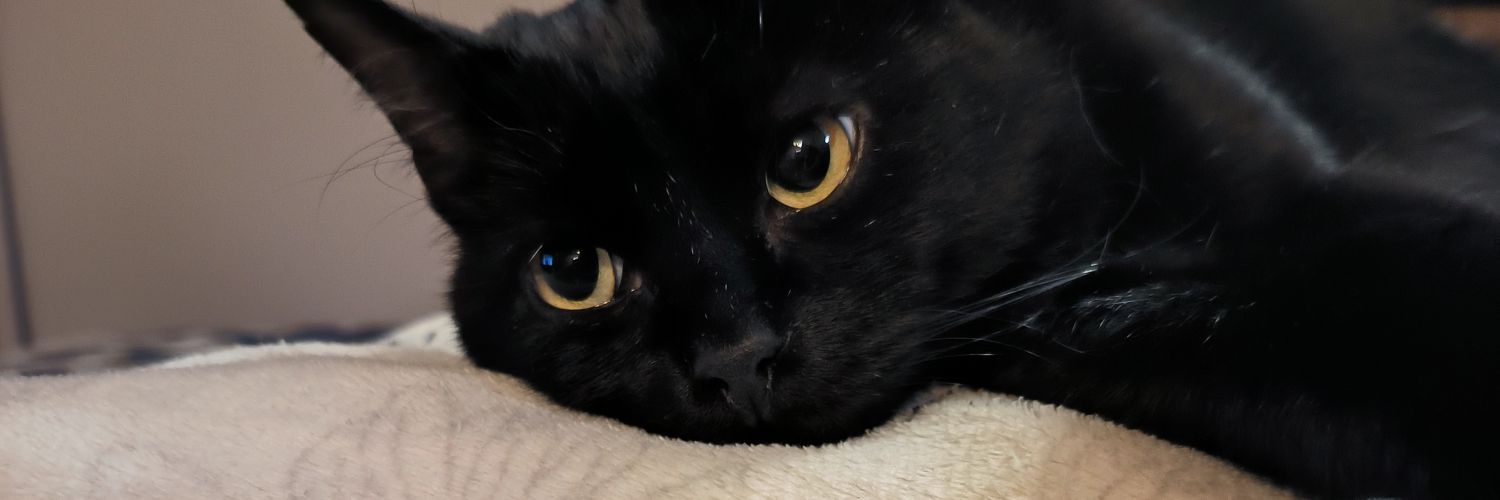 _momotine's profile banner image