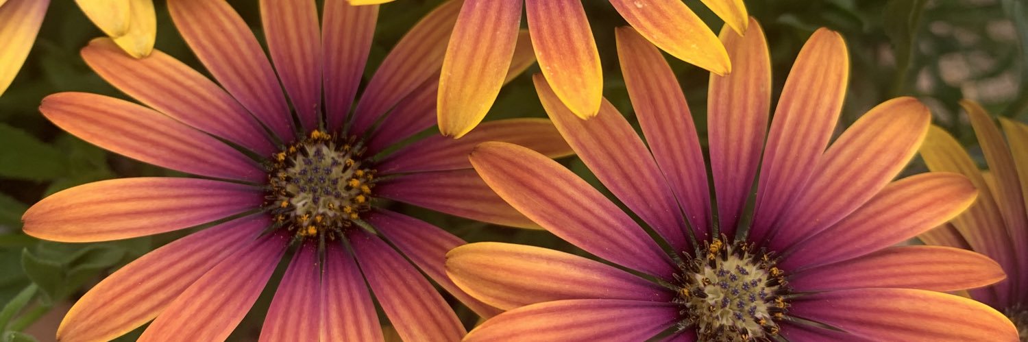 stephh_ceee's profile banner image