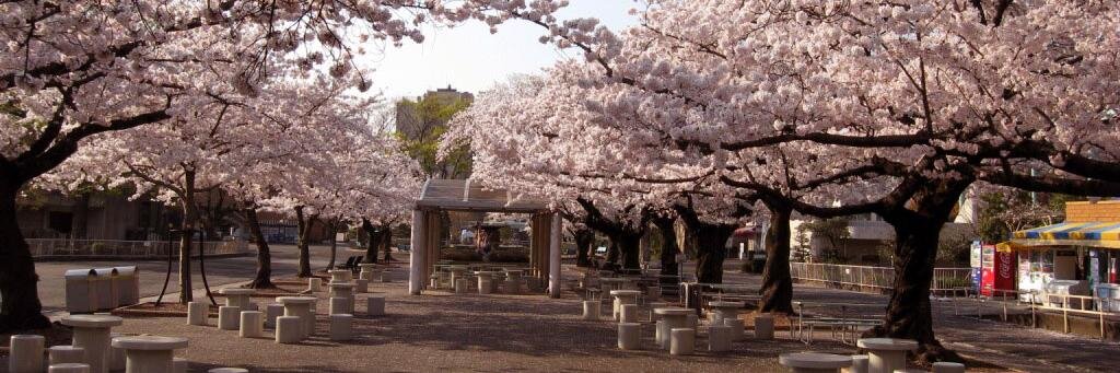 Riccy R. Reimer banner